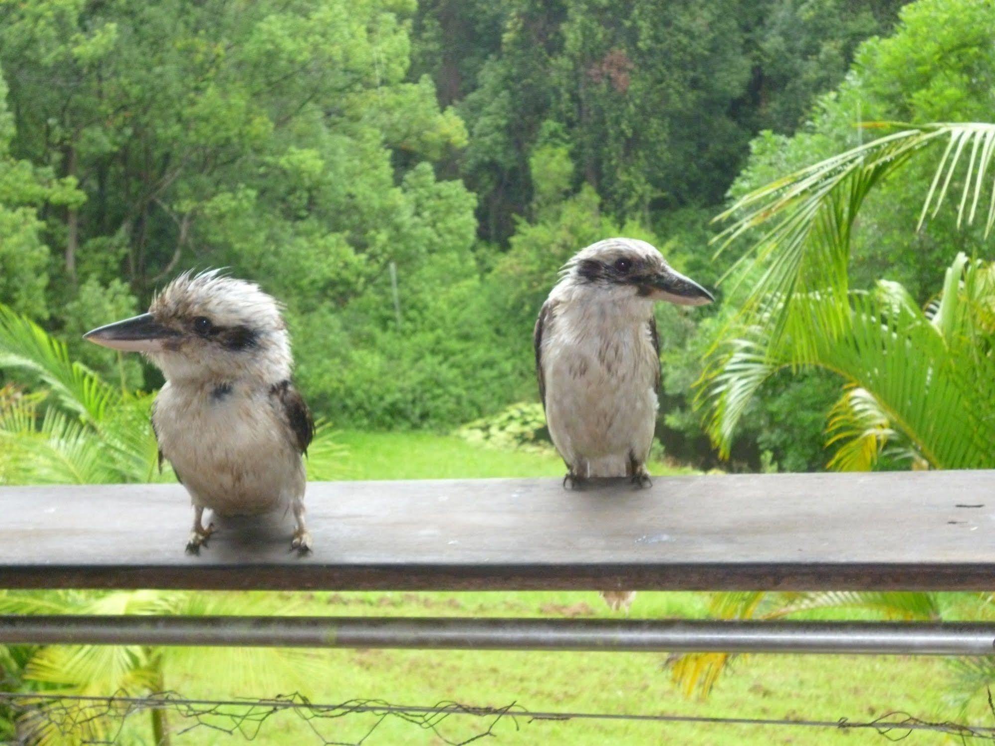 Teretre Cabins Nimbin Villa Esterno foto